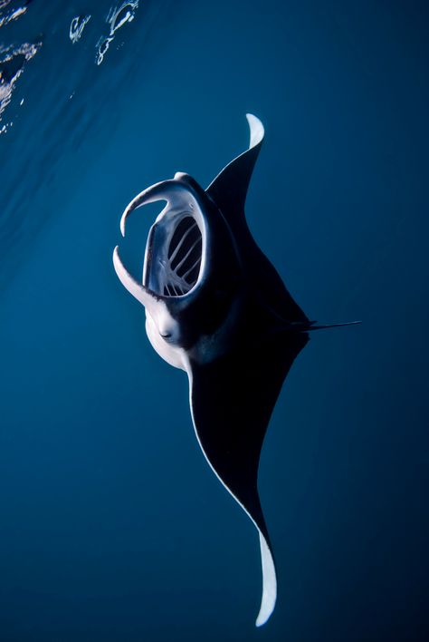 Pictures Of Sea Creatures, Giant Manta, Night Ocean, Creature Marine, Creatures Art, Beautiful Sea Creatures, Water Animals, Underwater Creatures, Underwater Life