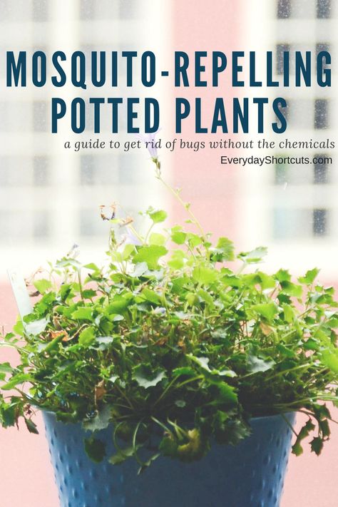 Mosquito-Repelling Potted Plants - Everyday Shortcuts Herb Garden, Container Gardening, Indoor Herb, Herb Gardens, Indoor Herb Garden, Herbs Indoors, Gardening For Beginners, Window Sill, A Garden