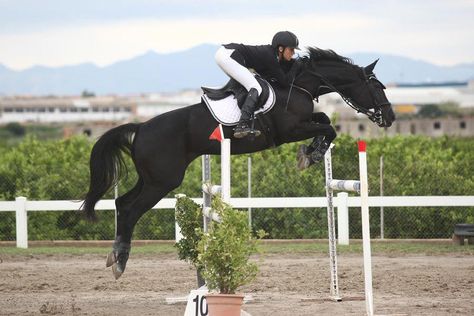 Megan and Diesel are at show! (Openrp) #horsejumping Black Horse Jumping, Horse Show Jumping, Equestrian Clothes, Horse Riding Gear, Jumping Horses, Horse Back Riding, Show Jumping Horses, Equestrian Aesthetic, Black Horses