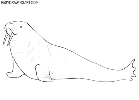 How to Draw a Walrus | Easy Drawing Art Walrus Drawing Easy, Cute Walrus Drawing, Walrus Sketch, Mammals Drawing, Walrus Tattoo, Walrus Drawing, Simple Step By Step Drawing, Paper Layering, Canine Tooth