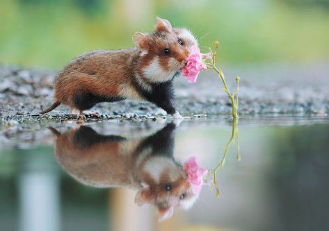 Can We Just Stop For A Moment And Appreciate The Fact That Wild Hamsters Exist? Hamsters As Pets, Hamster Care, Reptiles Pet, Cute Hamsters, Baby Puppies, Hamsters, Sweet Animals, Nature Animals, 귀여운 동물