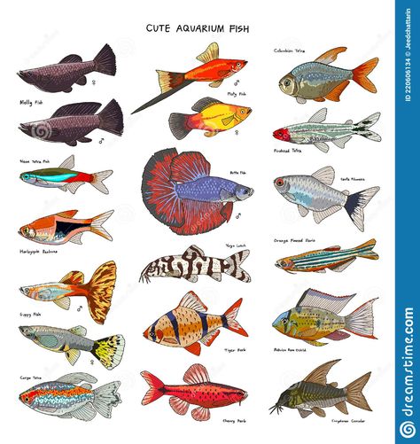 Hand Drawn Vector Set Of Cute Aquarium Fish Stock Vector - Illustration of cartoon, fresh: 220606134 Fish Species Chart, Tetra Fish Drawing, Aquarium Fish Drawing, Fish Tank Drawing, Cute Aquarium, Platy Fish, Fish Chart, Tiger Fish, Fish Information