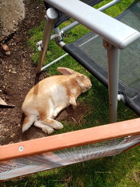 he may look dead but he is simply very relaxed #rabbit #rabbits #rodent #pet Dead Rabbit, Rodents, Rabbits, Ceramics, Pet, Photography