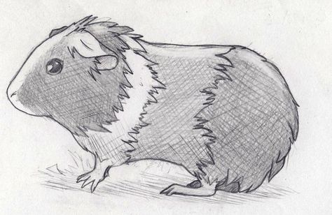 Pencil drawing of guinea pig. Guniea Pig Drawing Easy, Pig Sketches, Guinea Pig Drawing, Pig Drawing Easy, Pig Drawings, Pig Sketch, Baby Guinea Pigs, Pig Drawing, Pig Pictures