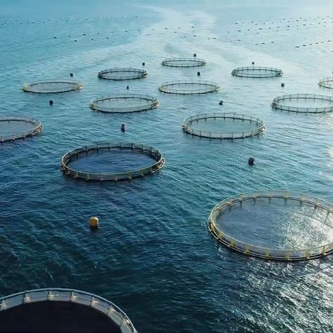 With the world's population skyrocketing and traditional fishing reaching its limit, aquaculture emerges as a crucial solution. This engaging pin takes you on a journey into the future of sustainable seafood. Discover how aquaculture can double its production, enhance quality and safety, and create local jobs. Learn about the power of innovation and circular economy principles in preserving our oceans and feeding a hungry planet. Global Architecture, Global Population, Sustainable Seafood, Seafood Market, Traditional Market, Fish Farming, Ponds Backyard, Sustainable Food, Street Market