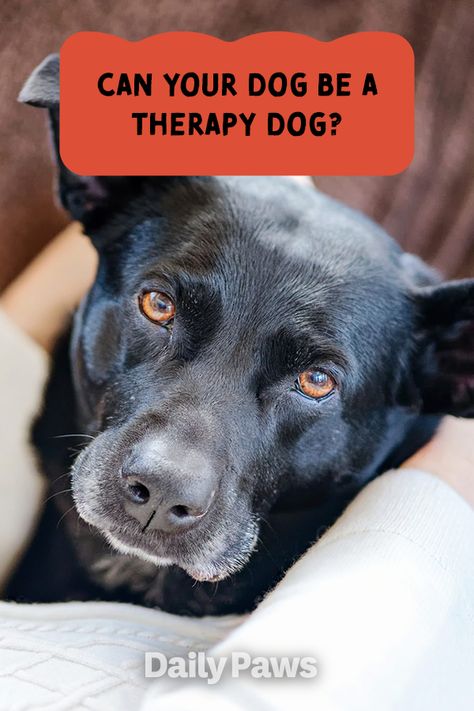 Expert dog trainers weigh in on how to train your dog to be a therapy dog and the positive impact these animals have on their communities. #pettraining #pettrainingtips #trainyourpet #dogtraining #cattraining How To Train A Therapy Dog, Therapy Dog Training, Dog Brand, Pet Things, Therapy Dog, Gifts For Dogs, Therapy Animals, Dog Ages, Puppy Stuff