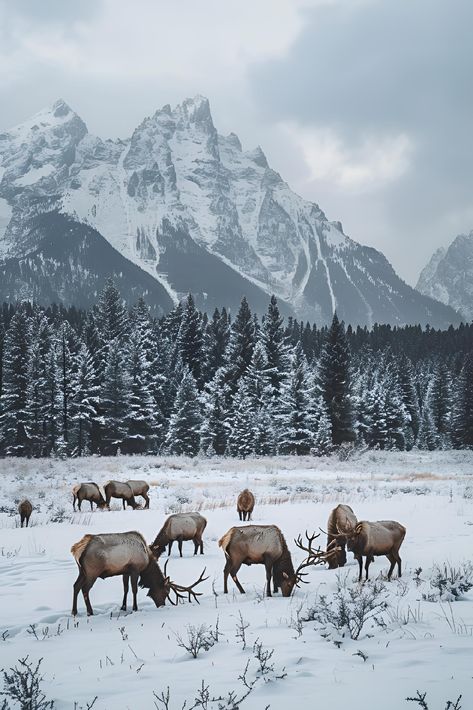 "Have you ever felt the serene embrace of winter's beauty? In this tranquil landscape, majestic elk graze peacefully amidst the snow-blanketed wilderness. Towering, snow-capped mountains stand majestically in the background, complemented by dense evergreen forests that add depth and wonder to the scene. Save and follow for more breathtaking nature moments. #NatureLovers #WinterWonderland #ElkInNature #Greenbubble #Artprint #ImagePrompt #AIImg #NaturePhotography" Winter Mountain Scene, Deer In Snow Aesthetic, Aesthetic Winter Landscape, Animal Nature Aesthetic, Mountains Winter Aesthetic, Winter Nature Pictures, Winter Mountain Aesthetic, Winter Nature Aesthetic, Washington State Winter