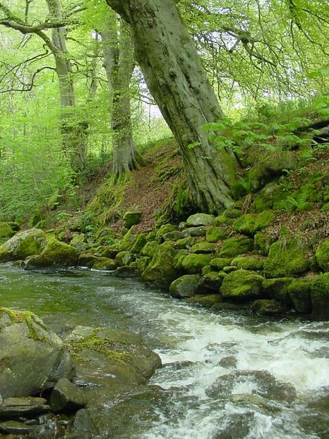 The Birks O Aberfeldy, Scotland - Photograph at BetterPhoto.com Aberfeldy Scotland, Hell Lila, Wild Thyme, Empty House, Robert Burns, River Bank, Green Water, Green Wood, Fast Moving