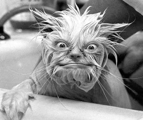 It's Monday...Again! Wet Animals, Wampus Cat, Good Morning Gifs, Morning Gifs, Odd Things, Wet Cat, Weird Pictures, Funny Cat Pictures, Weird Animals