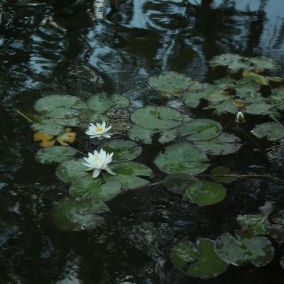 Water, Water Lilies, Lily Pads, Lily, Green, White