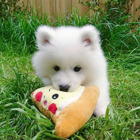 Samoyed Page (@samoyedpage) • Fotos y vídeos de Instagram Samoyed Pomeranian, Pomeranian Dogs, Samoyed Puppy, Dog Kisses, Samoyed Dogs, Cute Dog Pictures, Cutest Animals, Sopot