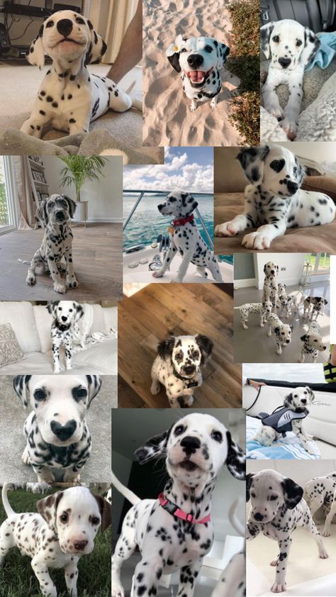 Dalmatian Service Dog, Dalmation Wallpaper, Dalmatian Aesthetic, Dalmatian Wallpaper, Cute Collages, Dog Collage, Dog Wallpaper Iphone, Cute Collage, Dalmatian Puppies