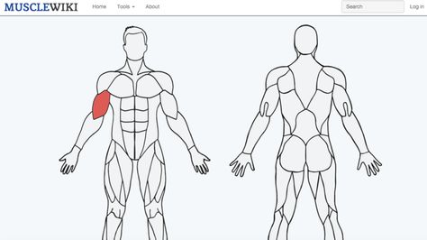 Pick a muscle, any muscle. http://greatist.com/move/this-cool-website-tells-you-exactly-how-to-work-any-muscle Productivity Board, Dog Died, Virtual Hug, Circuit Workout, Muscle Groups, Site Internet, Go To Sleep, Cool Websites, Screen Shot