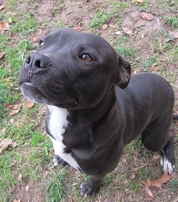 Black And White Pitbull Puppy, Black Pitbull Dog, Black Pitbull Terrier, Pitbull Lab Mix Dog, Pitbulls Black, Pitbull Black And White, Dog Kinds, All Black Pitbull, Black Pitbull Puppies