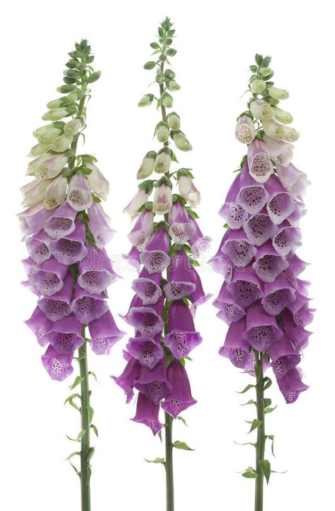 Foxglove Flowers, Arrangement Flowers, Poisonous Plants, Deco Floral, Pretty Plants, Different Flowers, Delphinium, Exotic Flowers, Types Of Flowers