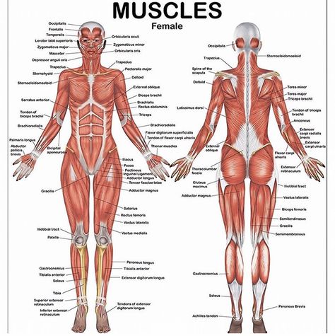 The muscular system is responsible for the movement of the human body. Attached to the bones of the skeletal system are about 700 named muscles that make up roughly half of a person's body weight. Each of these muscles is a discrete organ constructed of skeletal muscle tissue, blood vessels, tendons, and nerves. #medcallin #medcallinteam Muscles Female, Muscle Names, Human Body Muscles, Body Muscle Anatomy, Human Muscular System, Muscular System Anatomy, Muscle Diagram, Human Muscle Anatomy, Muscle System