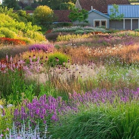 To Paint, Prairie Planting, Piet Oudolf, Prairie Garden, Meadow Garden, Different Types Of Flowers, Have Inspiration, Summer Plants, Public Garden