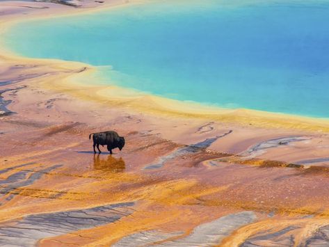 Itinerary: 4-Days in Yellowstone National Park Yellowstone National Park Photography, Yellowstone Photography, Travel Wyoming, Grand Prismatic Spring, Grand Prismatic, National Park Photography, Yellowstone Trip, Visit Yellowstone, Colorful Places