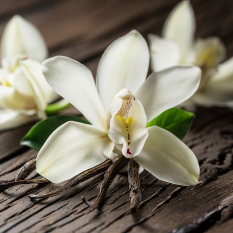 Apart from smelling great, Vanilla has multiple benefits for both the skin and hair! Used in our Vanilla Bath and Body Care set, Honey and Lemon Shampoo, Honey and Lemon Leave in Spray Conditioner, and Breath of Fresh Hair Kids Co-Wash and Conditioner, Vanilla has been used for decades in both skincare and haircare, with proven benefits. Below are 10 amazing benefits of Vanilla for skin and hair!  Soothes and calms irritated skin Fights breakouts  Reduces the appearance of scars  Is loaded Spray Conditioner, Vanilla Spice, Clove Bud, Vanilla Orchid, Vanilla Fragrance, Calming Scents, Herbal Oil, Citrus Scent, Pink Grapefruit