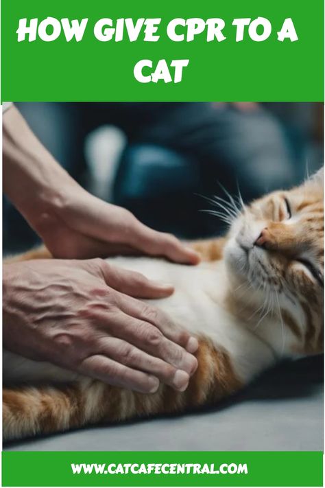 🐾 Don't panic in a pet emergency - master the art of cat CPR with our helpful guide! 🐈 #CPR101 #FelineFirstAid #CatHealth Cat Cpr, Senior Cat Care, Cat Nose, Cat Nutrition, Mother Cat, Kitten Care, Senior Cat, Vet Clinics, Cat Carrier