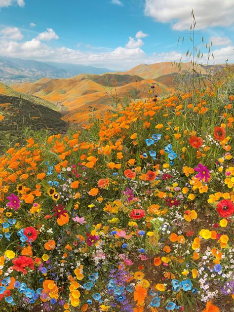 Pretty Background, Wildflower Painting, California Wildflowers, Field Wallpaper, Wildflower Paintings, Wild Flower Meadow, Color Explosion, Hay Fever, Cool Backgrounds Wallpapers