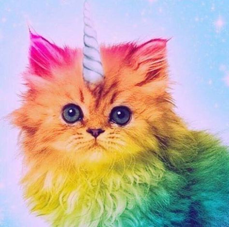 Rainbow unicorn kitten because, why not? Rainbow Kittens, Image Chat, Unicorn Cat, Rainbow Cat, Cat Coloring Page, Backstreet Boys, A Unicorn, Cute Unicorn, Cat Wallpaper