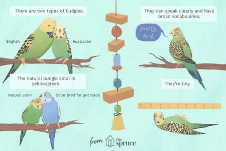 Learn All About Pet Budgie Birds Outdoor Aviary, Parakeet Care, Budgies Parrot, Budgie Bird, Cockatiel Bird, Bird Breeds, Bird Facts, Budgies Bird, Budgie Parakeet