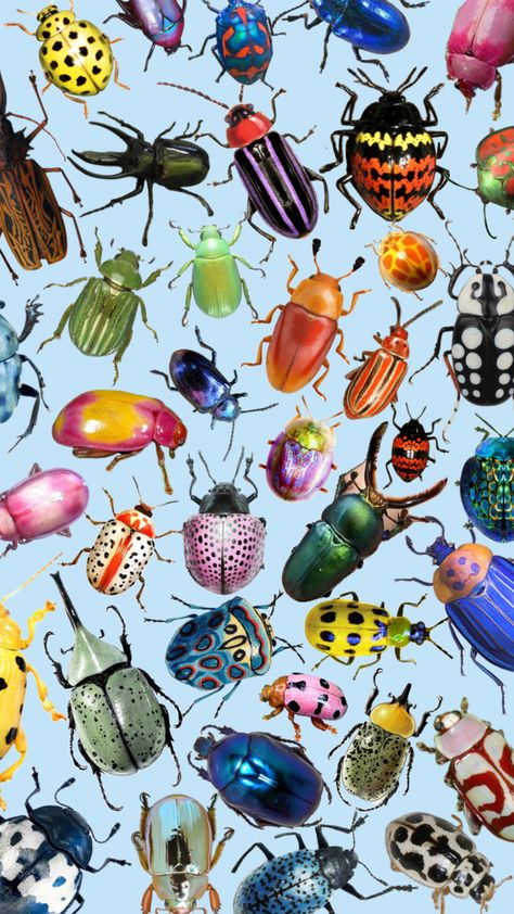 #beetles #wallpaper #insects #aesthetic #collage #bugs #nature Insects Aesthetic, Beetles Wallpaper, Beetle Art, Bug Print, Cool Bugs, Beautiful Bugs, Phone Wallpaper Patterns, Bugs And Insects, Arte Animal