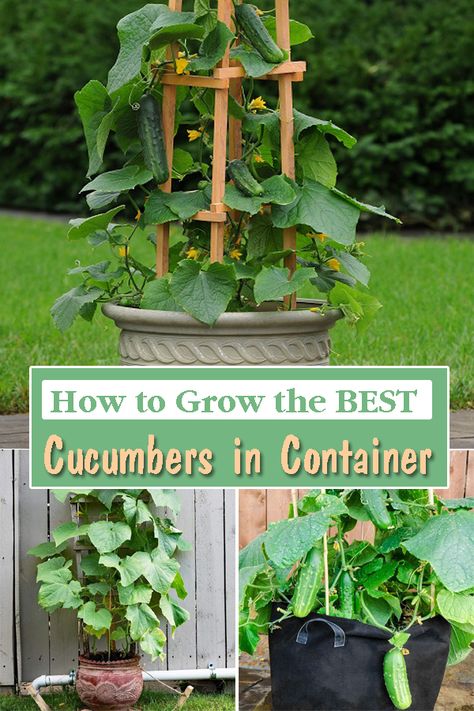 Cucumbers In Pots, Growing Cucumbers Vertically, How To Grow Cucumbers, Cucumber Trellis Diy, Grow Cucumbers, Cucumber Gardening, Cucumber Trellis, Tattoo Plant, Bucket Gardening