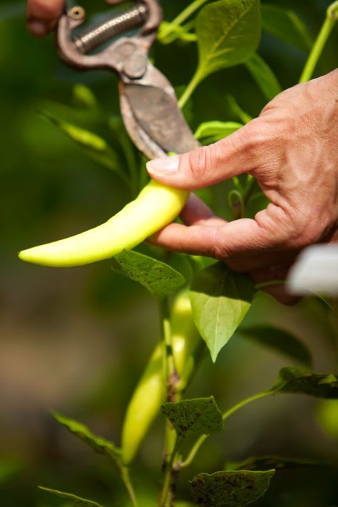 Growing Peppers, Companion Plants, Backyard Gardening, Organic Mulch, Gardening Hacks, Meteor Garden 2018, Pepper Plants, Plant Supplies, Family Garden