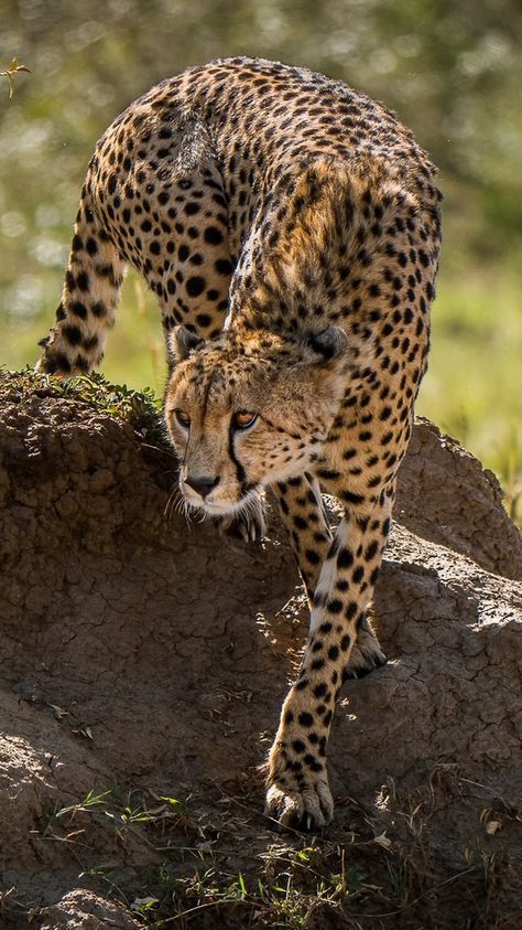 Cheetah on a rock Drawing Cheetah, African Animals Photography, Cheetah Pictures, Cheetah Photos, Cheetah Drawing, Nails Cheetah, Cheetah Tattoo, Cheetah Art, Wild Animals Photography