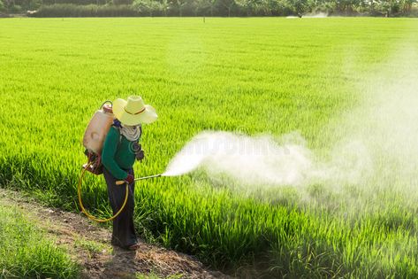 Farmers spraying pesticides. In rice fields , #affiliate, #spraying, #Farmers, #pesticides, #fields, #rice #ad Dog Illnesses, Bug Spray, Cute Couple Poses, Animal Hospital, All About Plants, Pesticides, Business Ideas, Pollution, Grape Vines