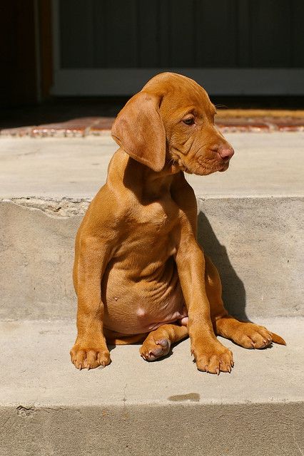 Vizsla -Zala- 8 weeks old | Vizsla-Puppy "Zala" first day wi… | Flickr Vizsla Dogs, Vizsla Puppies, Weimaraner, Goldendoodle, Doberman, Beautiful Dogs, 8 Weeks, Animals Friends, I Love Dogs