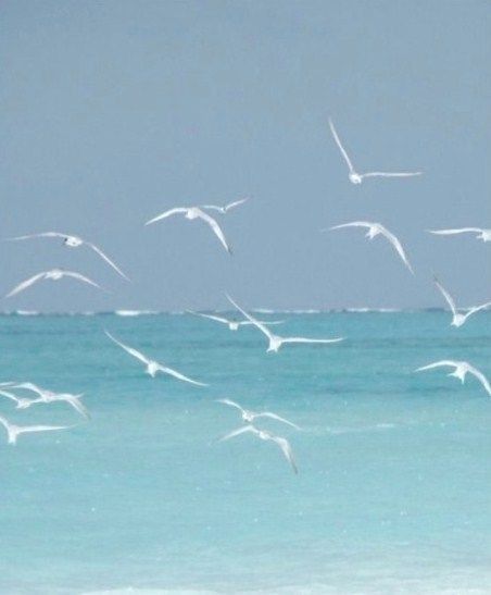 Sea Life Artwork, Seagulls Flying, Photography Water, Coastal Birds, Beach Art Painting, Photography Sky, Sky Sea, Loose Watercolor, Photography Beauty