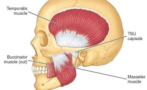 Jaw muscle release that gives your face a lift! — scrub me™ is here to guide you on the path to your best skin ever! Everything you need and nothing you don't. scrubmesecrets- skin care and esthetician secrets Jaw Massage, Neck Muscle Anatomy, Human Body Muscles, Jaw Exercises, Dental Anatomy, Jaw Pain, Muscular System, Muscle Anatomy, Facial Muscles