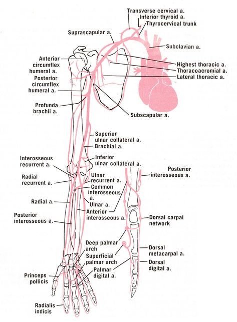 Limb Anatomy, Upper Limb Anatomy, Arteries Anatomy, Pt School, Brachial Plexus, Diagnostic Medical Sonography, Medical Stickers, Gross Anatomy, Medicine Notes