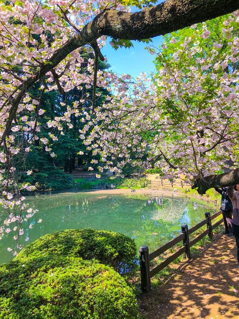 Shinjuku Gyoen, Frühling Wallpaper, Spring Scenery, Beautiful Meaning, Cherry Blossom Season, 패턴 배경화면, Beautiful Pink Flowers, Pretty Landscapes, Urban Oasis