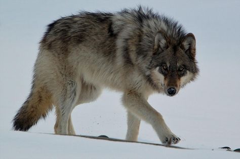 The alpha female dominated the wolves of Yellowstone. But outside the national park, she was vulnerable. Yellowstone Wolves, Wolf Photography, Wolf Photos, Wolf Spirit Animal, Timber Wolf, Wolf Pictures, Wolf Spirit, Beautiful Wolves, Grey Wolf