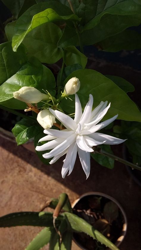 Breeze Garden ☘️🌼💚 Nature, Chameli Flower, Trachelospermum Jasminoides, Evergreen Vines, Jasmine Plant, Nature Photography Flowers, Farm Paintings, Star Jasmine, Attracting Beneficial Insects