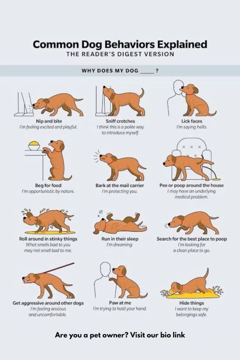 Dog Language Signs, Dogs Body Language Signs, Pet Body Language, Dog Body Language Signs, Dog Emotions, Different Types Of Dogs, Body Language Signs, Dog Body Language, Short Dog