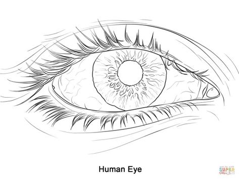 25+ Inspired Photo of Eye Coloring Page . Eye Coloring Page Human Eye Coloring Page Free Printable Coloring Pages #coloring #coloringpages  #coloringpagestoprint Croquis, Eye Drawing Outline, Eyeball Sketch, Eye Coloring Pages, Eye Template, Eye Drawing Reference, Human Eye Drawing, Eye Outline, Eye Stencil