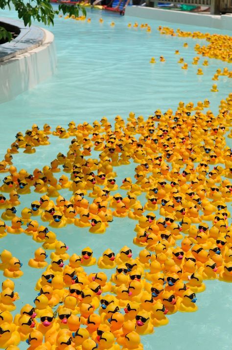 Pool full of ducks! Duck Wallpaper, Rubber Ducks, Yellow Walls, Photo Wall Collage, Rubber Ducky, Yellow Aesthetic, Aesthetic Colors, Picture Collage, Mellow Yellow