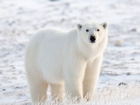 North Pole Animals, Pole Bear, The North Pole, Animals Of The World, North Pole, Polar Bear, Seals, Image Search, The World