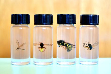 Insect Preservation, Preserving Insects, Entomology Decor, Taxidermy Diy, Different Bees, Borax Crystals, Insect Unit, Insect Taxidermy, Oddities And Curiosities