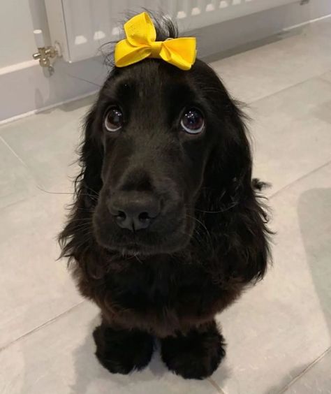 cocker dogs 🐕 on Instagram: “𝗖𝗿𝗲𝗱𝗶𝘁𝘀 𝘁𝗼📸 @_nellie_thecockerspaniel 🥰 ❤️ tag your friends ❤️ who loves 🐾Cocker Spaniel 🐾 ➖ . #cockerspaniel #cockerspanielofamerica…” Silly Animal Pictures, Cocker Dog, Very Cute Dogs, Pretty Dogs, Dog Safety, Super Cute Animals, Cute Animal Photos, Cute Animal Pictures, Cocker Spaniel