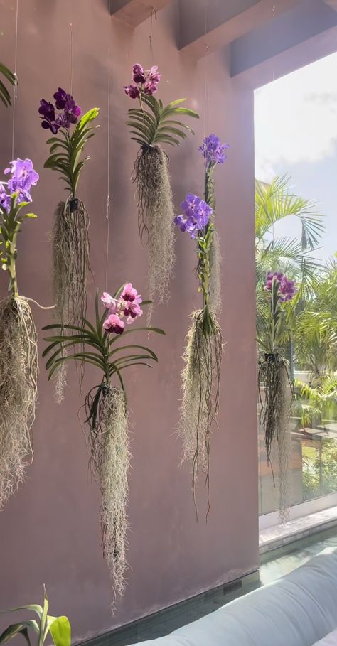 Orchid Kokedama, Hanging Orchid, Orchid House, Orchid Planters, Vanda Orchids, Potted Plants Outdoor, Growing Orchids, Dendrobium Orchids, Orchids Garden