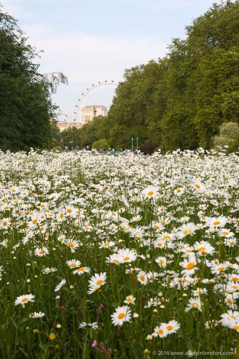 View of the London Eye from St James's Park, London. This guide to the best summer gardens in London will show you where to find the top London gardens for the season. From Kew Gardens in London in summer to Hyde Park and the rose garden in Regent’s Park, there are a lot of great ones around. #gardens #london Nature, St James Park London, Rose Garden Landscape, Park Scene, Meditation Garden, St James' Park, London Garden, London Summer, London Park