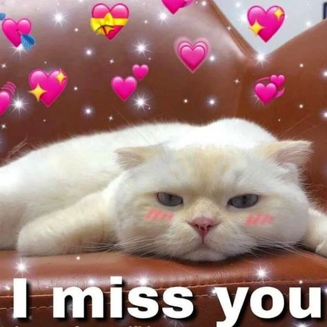 Wholesome Pictures For Him, Wholesome Images, Cursed Image, Gf Memes, Wholesome Pictures, Cute Cat Memes, Cute Love Memes, Cute Texts For Him, Cute Messages