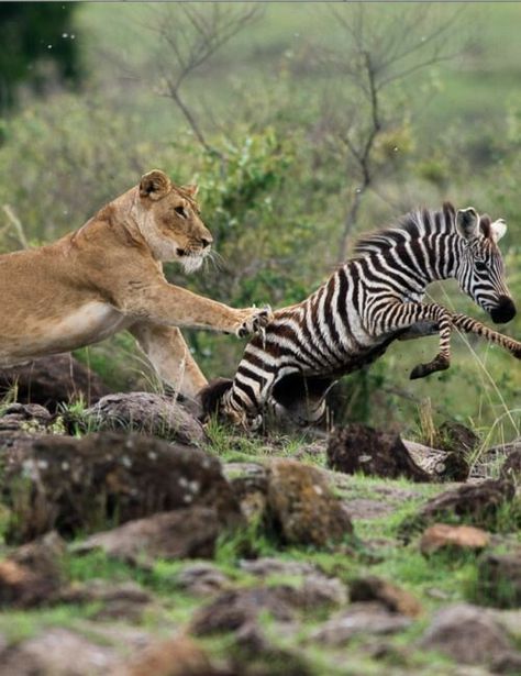 Lions Hunting, Animals Hunting, Lion Hunting, Aggressive Animals, Angry Animals, Panthera Leo, Lion Photography, Chinese Temple, Africa Animals