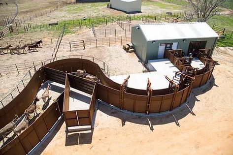 Cattle Corrals Design, Cattle Barn Designs, Cattle Pens, Cattle Facility, Cattle Corrals, Livestock Barn, Pen Designs, Barn Hacks, Cattle Barn